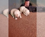 Small Photo #5 Labrador Retriever Puppy For Sale in LEBANON, MO, USA