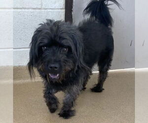 Mutt Dogs for adoption in Derwood, MD, USA