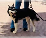 Small #4 Huskies  Mix