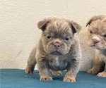 Small Photo #10 English Bulldog Puppy For Sale in PHOENIX, AZ, USA