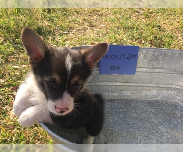 Medium Photo #1 Pembroke Welsh Corgi Puppy For Sale in COMANCHE, TX, USA