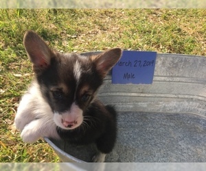 Pembroke Welsh Corgi Puppy for sale in COMANCHE, TX, USA