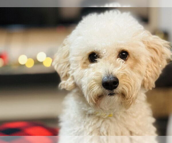 Medium Photo #1 Goldendoodle (Miniature) Puppy For Sale in Ames, IA, USA