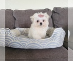 Small Maltese