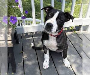 Mutt Dogs for adoption in New Oxford , PA, USA