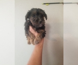 YorkiePoo Puppy for sale in SPARTA, TN, USA