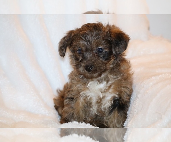 Medium Photo #2 Yorkiepoo mix (+ Poodle Toy) Puppy For Sale in DYERSBURG, TN, USA