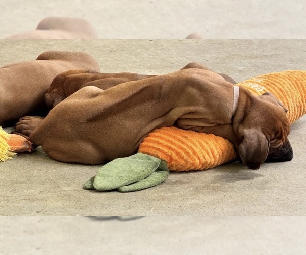 Medium Photo #34 Rhodesian Ridgeback Puppy For Sale in MADISON, GA, USA