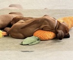 Small #33 Rhodesian Ridgeback
