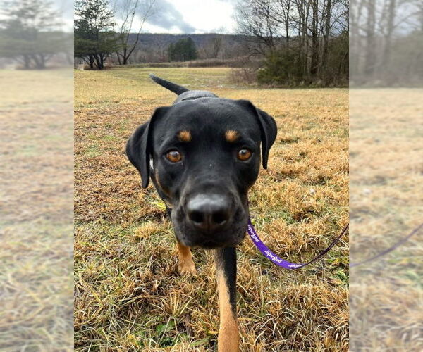 Medium Photo #8 Black Mouth Cur-Rottweiler Mix Puppy For Sale in Mountain View, AR, USA