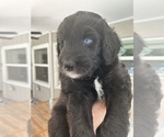 Small Photo #74 Aussiedoodle Puppy For Sale in LONGWOOD, FL, USA