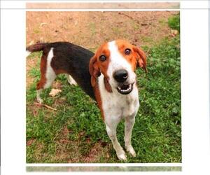 American Foxhound Dogs for adoption in Grovetown, GA, USA