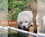 Puppy Puppy 1 Great Pyrenees