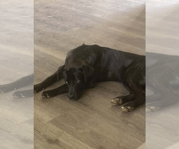 Medium Photo #2 Labrador Retriever-Unknown Mix Puppy For Sale in garner, NC, USA