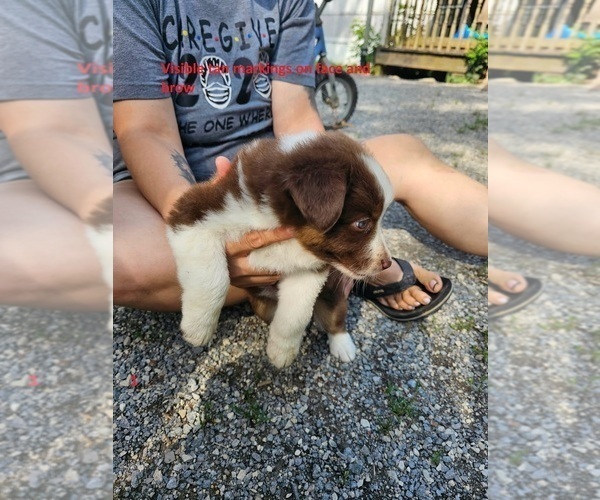 Medium Photo #2 Australian Shepherd Puppy For Sale in FLEMINGSBURG, KY, USA