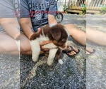 Small Photo #3 Australian Shepherd Puppy For Sale in FLEMINGSBURG, KY, USA
