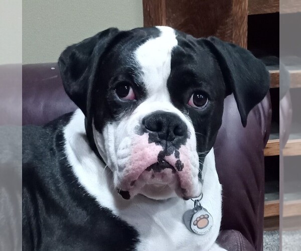 Medium Photo #1 Boxer Puppy For Sale in CROOKS, SD, USA