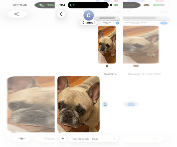 Medium Photo #1 French Bulldog Puppy For Sale in NEWARK, NJ, USA