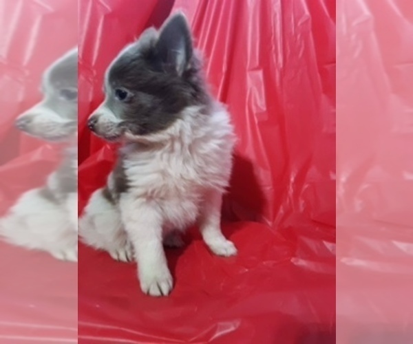 Medium Photo #4 Pomeranian Puppy For Sale in SCOTTVILLE, MI, USA