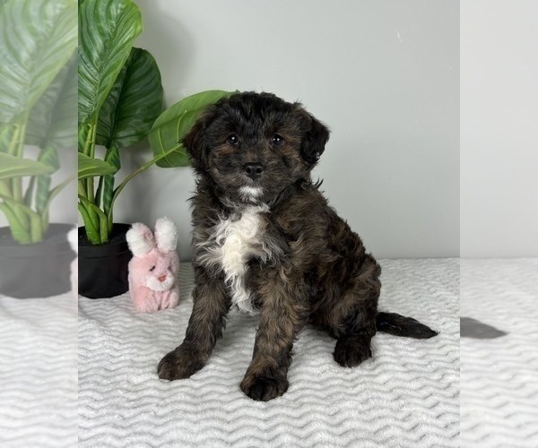 Medium Photo #1 Aussiedoodle Miniature  Puppy For Sale in FRANKLIN, IN, USA