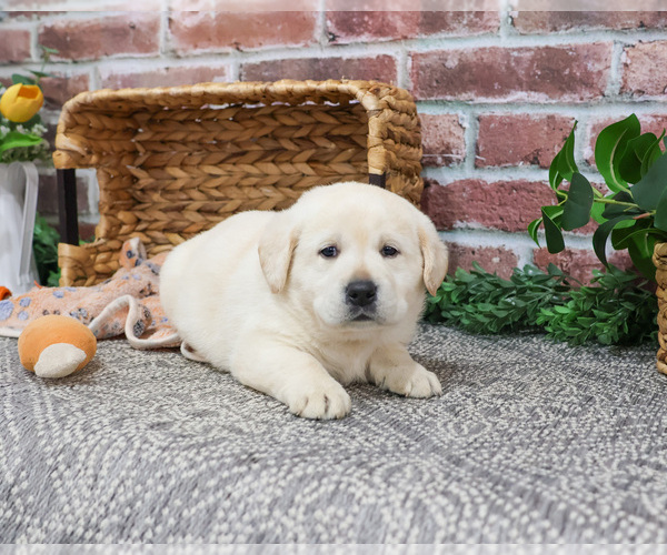 Medium Photo #14 Labrador Retriever Puppy For Sale in SYRACUSE, IN, USA