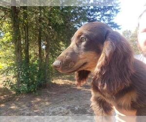Dachshund Puppy for sale in BOLIVAR, MO, USA