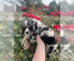 Puppy Jupiter Cocker Spaniel