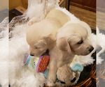 Small Photo #19 English Cream Golden Retriever Puppy For Sale in BEREA, KY, USA
