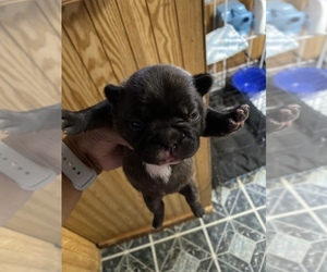 French Bulldog Puppy for sale in CHICAGO HEIGHTS, IL, USA