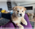 Puppy Rocket Chow Chow-Labrador Retriever Mix