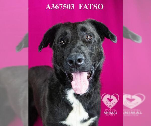 Medium Photo #2 German Shepherd Dog Puppy For Sale in Stockton, CA, USA