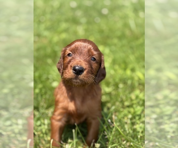 Medium Photo #3 Irish Setter Puppy For Sale in ONEONTA, NY, USA