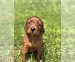 Small #2 Irish Setter