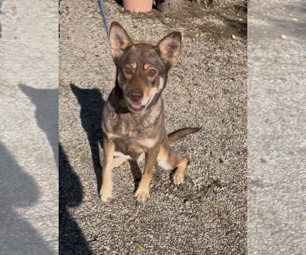 Medium Photo #3 Australian Kelpie-Unknown Mix Puppy For Sale in Woodland Hills, CA, USA