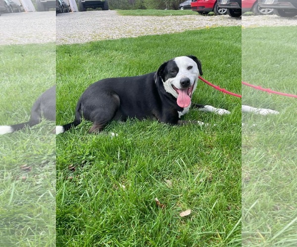 Medium Photo #1 American Pit Bull Terrier-Unknown Mix Puppy For Sale in Germantown, OH, USA