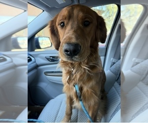 Father of the Golden Retriever puppies born on 04/01/2025
