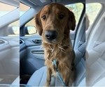 Small Photo #1 Golden Retriever Puppy For Sale in PEORIA, AZ, USA