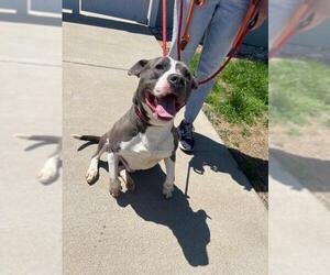 American Pit Bull Terrier Dogs for adoption in Louisville, KY, USA
