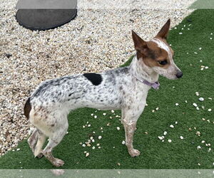 Jack Russell Terrier-Unknown Mix Dogs for adoption in Oakhurst, NJ, USA