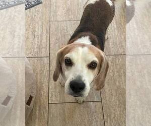 Beagle Dogs for adoption in Las Vegas, NV, USA