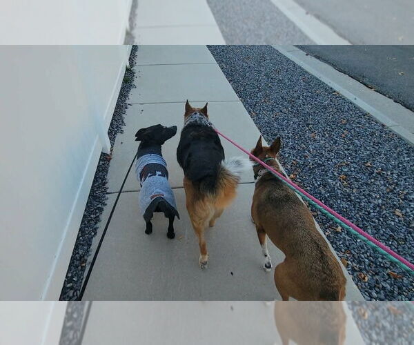 Medium Photo #11 Border-Aussie Puppy For Sale in Salt Lake City, UT, USA