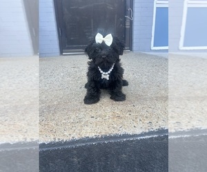 YorkiePoo Puppy for sale in RANDOLPH, MA, USA