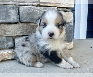 Australian Shepherd Puppy for Sale in LODA, Illinois USA