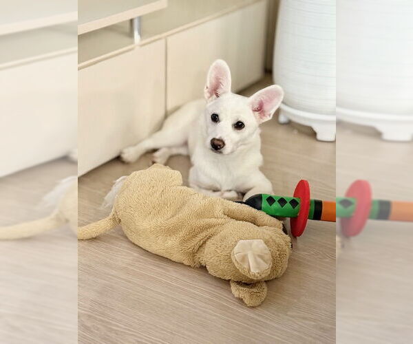 Medium Photo #3 Dorgi Puppy For Sale in Agoura Hills, CA, USA