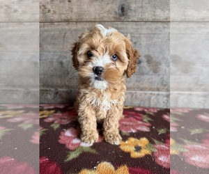 Cockapoo Puppy for sale in VERMONTVILLE, MI, USA