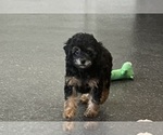Small #6 Poodle (Miniature)