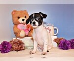 Small Photo #3 Chihuahua Puppy For Sale in CHARLESTON, AR, USA