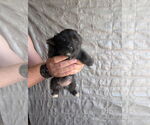 Small #2 Chihuahua Mix