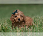 Small Photo #23 Maltipoo (Miniature) Puppy For Sale in WARSAW, IN, USA