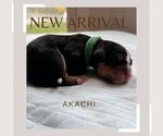 Puppy Akachi Bernedoodle